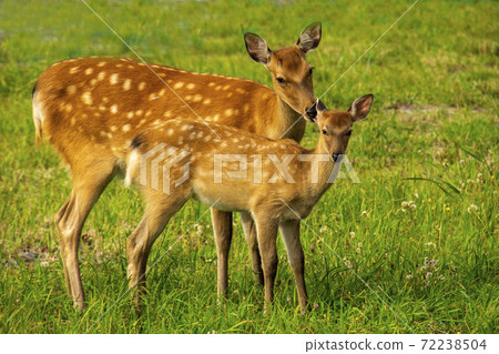 鹿媽媽看著小鹿 鹿媽媽看著小鹿 72238504