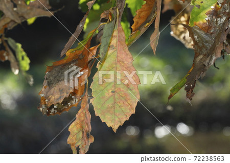 Leaves of Quercus serrata Leaves of Quercus serrata 72238563