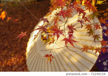 A Japanese umbrella and a maple 72240139