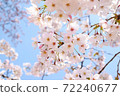 櫻花 72240677