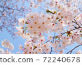 櫻花 72240678