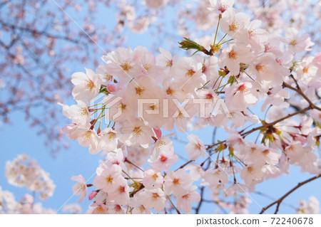 櫻花 72240678