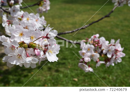櫻花 櫻花 72240679