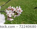 櫻花 72240680
