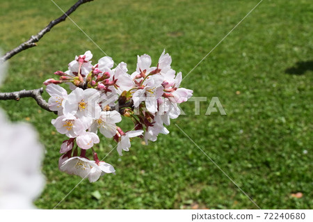 Cherry Blossom Cherry Blossom 72240680