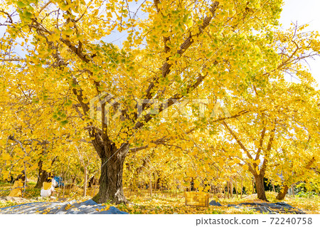 Sobue-cho, Aichi Prefecture Golden ginkgo field Sobue-cho, Aichi Prefecture Golden ginkgo field 72240758