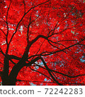 Autumn leaves 72242283