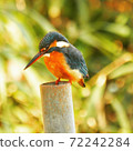 Kingfisher 72242284