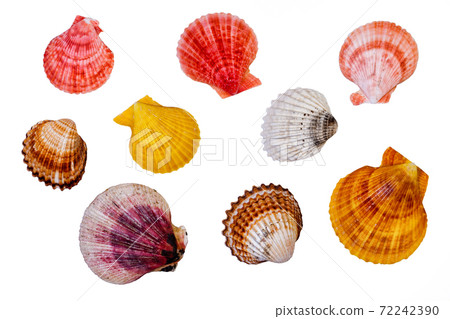 Sea Shells Sea Shells 72242390