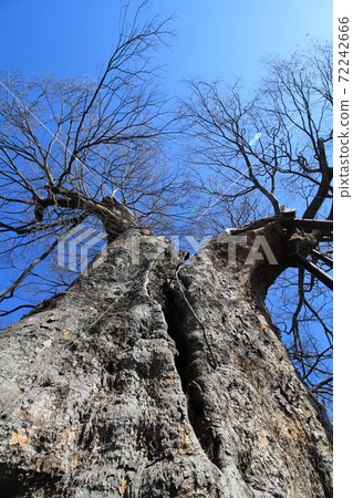 山梨縣的五合木“十日市場的大Key木” 山梨縣的五合木“十日市場的大Key木” 72242666