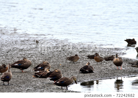 Kawagoe City Isanuma Spot-billed Duck Kawagoe City Isanuma Spot-billed Duck 72242682