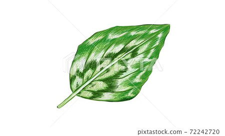 Illustration of Fresh Kaempferia Elegans Leaves on White Background 72242720