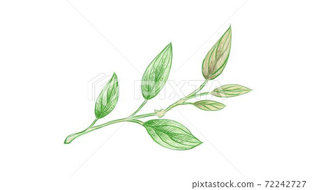 Illustration of Beautiful Fresh Philodendron Melanochrysum Plant 72242727