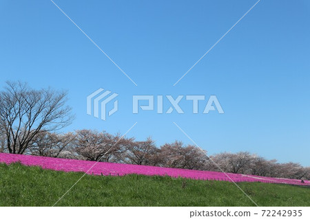 荒川河床Somei Yoshino和Shibazakura 荒川河床Somei Yoshino和Shibazakura 72242935