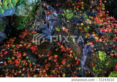 溪流中的落葉 72243010