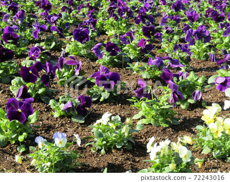 Purple and yellow viola flowers with long flowering season Purple and yellow viola flowers with long flowering season 72243016