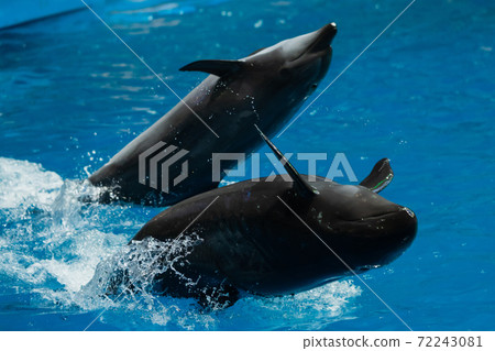 Aquarium dolphin show Aquarium dolphin show 72243081
