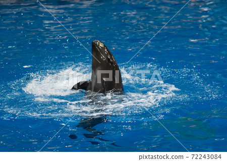 Aquarium dolphin show Aquarium dolphin show 72243084