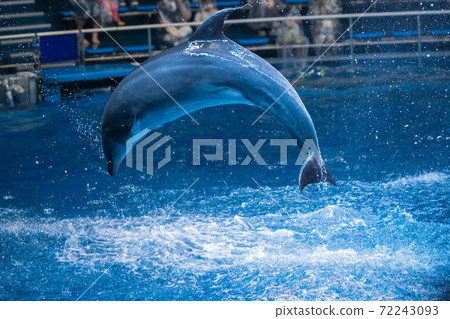 Aquarium dolphin show Aquarium dolphin show 72243093