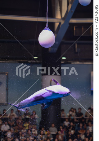 Aquarium dolphin show Aquarium dolphin show 72243095