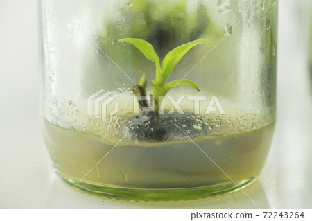 plant cell and tissue culture technology laboratory plant cell and tissue culture technology laboratory 72243264