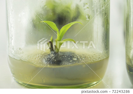plant cell and tissue culture technology laboratory plant cell and tissue culture technology laboratory 72243286