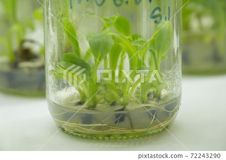plant cell and tissue culture technology laboratory plant cell and tissue culture technology laboratory 72243290