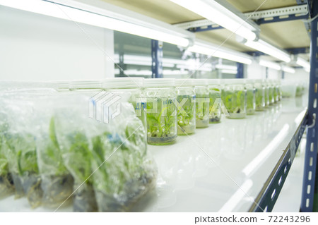 plant cell and tissue culture technology laboratory plant cell and tissue culture technology laboratory 72243296