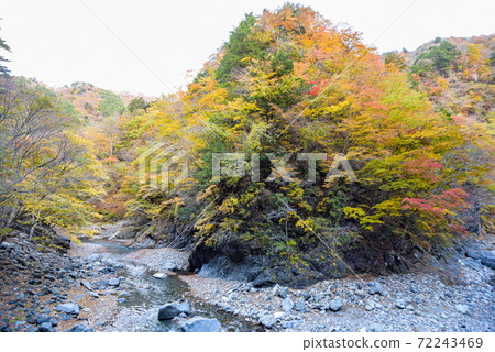 Autumn leaves of Oku Chichibu's girl Momiji Autumn leaves of Oku Chichibu's girl Momiji 72243469