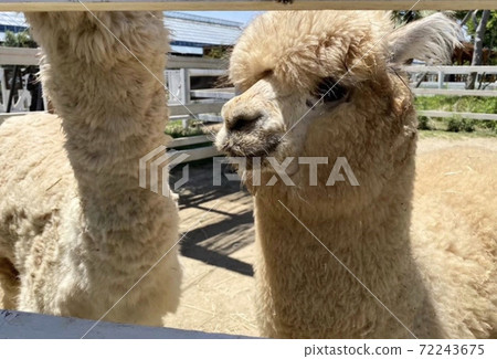 Alpaca Alpaca 72243675