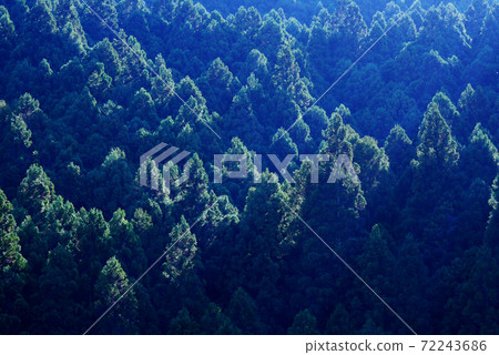 World heritage forest in the Kii Mountains World heritage forest in the Kii Mountains 72243686