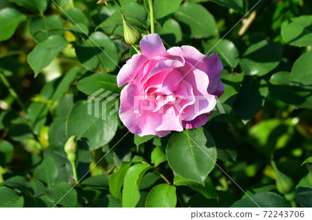 A close-up photo of a pink flower at the tip of a plant that is presumed to be a type of rose with a blurred background. A close-up photo of a pink flower at the tip of a plant that is presumed to be a type of rose with a blurred background. 72243706