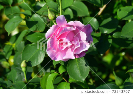 A close-up photo of a pink flower at the tip of a plant that is presumed to be a type of rose with a blurred background. A close-up photo of a pink flower at the tip of a plant that is presumed to be a type of rose with a blurred background. 72243707