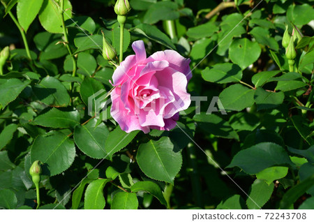A close-up photo of a pink flower at the tip of a plant that is presumed to be a type of rose with a blurred background. A close-up photo of a pink flower at the tip of a plant that is presumed to be a type of rose with a blurred background. 72243708