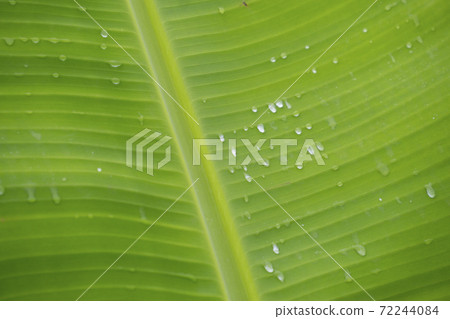 Green banana leaf background abstract Green banana leaf background abstract 72244084