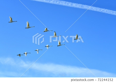 天鵝在蔚藍的天空飛過飛機雲 72244152