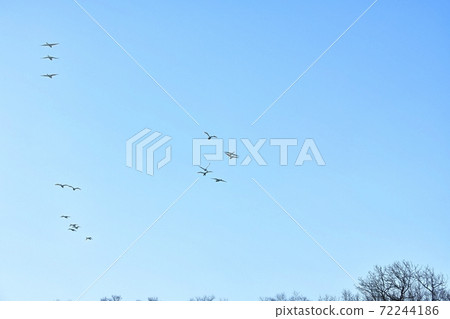 Swan flying in the blue sky and riparian forest Swan flying in the blue sky and riparian forest 72244186