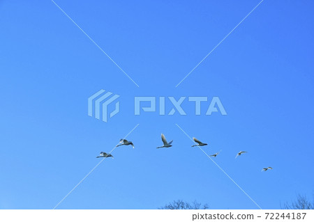 Swan flying in the blue sky and riparian forest Swan flying in the blue sky and riparian forest 72244187