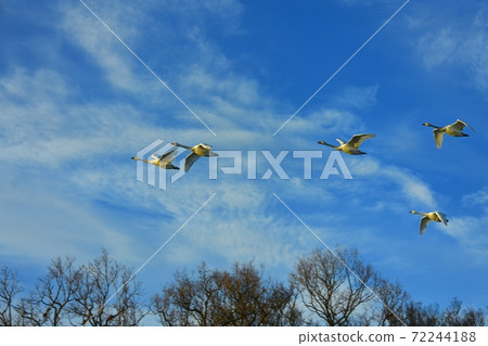 Riparian forest with swans flying in the blue sky over thin clouds Riparian forest with swans flying in the blue sky over thin clouds 72244188