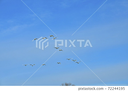Riparian forest with swans flying in the blue sky over thin clouds 72244195