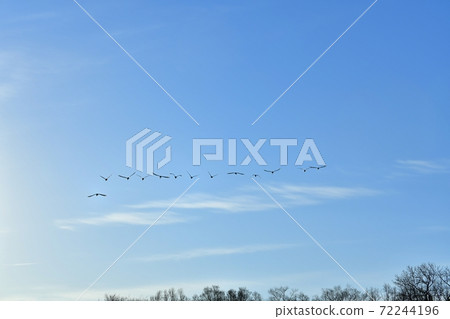 Riparian forest with swans flying in the blue sky over thin clouds Riparian forest with swans flying in the blue sky over thin clouds 72244196