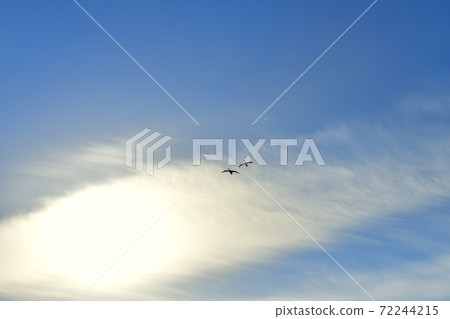 Morning sun on swans flying in the blue sky over thin clouds Morning sun on swans flying in the blue sky over thin clouds 72244215