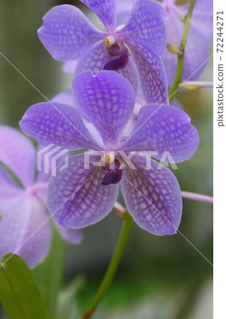 Moth orchids 72244271