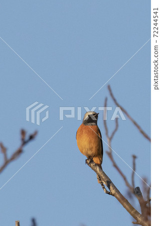 男性朱庇塔基人棲息在清晨的陽光照亮的高枝上東京,十一月 男性朱庇塔基人棲息在清晨的陽光照亮的高枝上東京,十一月 72244541
