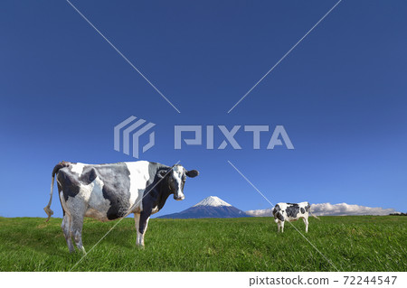 Cows grazing in the green meadow against the backdrop of the blue sky and Mt. Fuji Cows grazing in the green meadow against the backdrop of the blue sky and Mt. Fuji 72244547