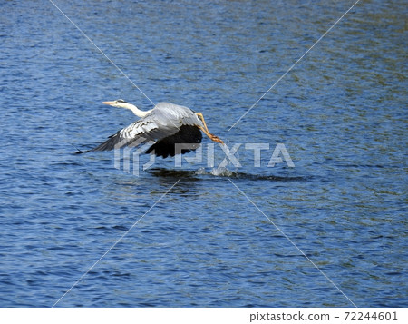 Gray Heron (Hokkaido) 72244601