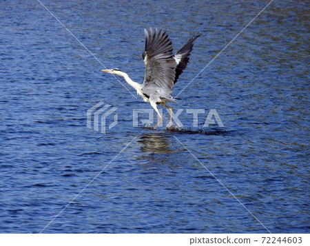 Gray Heron (Hokkaido) 72244603