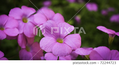 Oxalis flowers with bright pink colors Oxalis flowers with bright pink colors 72244723