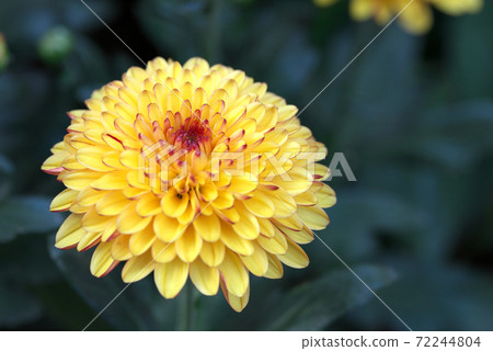 Yellow chrysanthemum 72244804