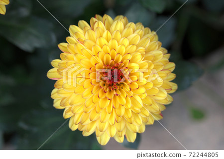 Yellow chrysanthemum 72244805